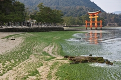 広島横断 03（厳島神社／大鳥居）