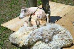 羊の毛刈り 4（高原牧場）