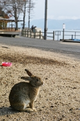 広島横断19（大久野島のうさぎ 3）