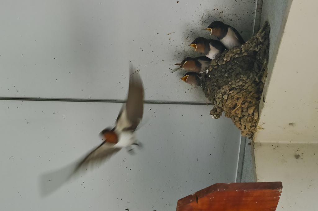 つばめベビーズ