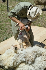 羊の毛刈り 2（高原牧場）