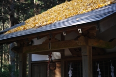 落葉被り（大小山3）