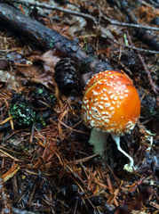 ベニテングタケ幼菌（富士山 2014.08.02 by iPhone）