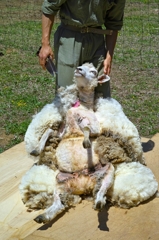 羊の毛刈り 1（高原牧場）