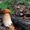 続々、夏のキノコ大収撮祭（ヤマドリタケモドキ幼菌）