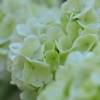 紫陽花