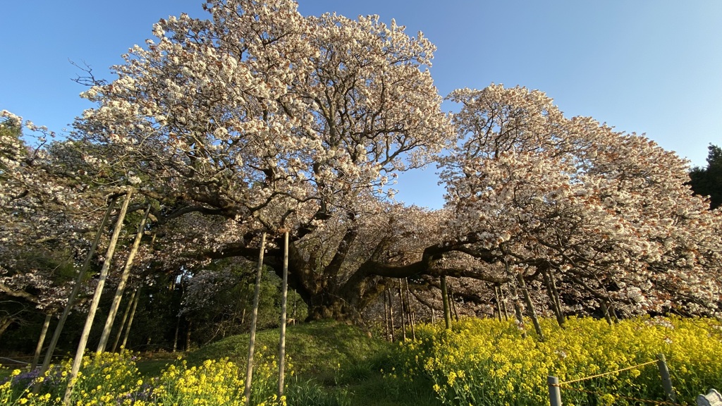 大桜