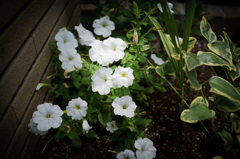 White lover