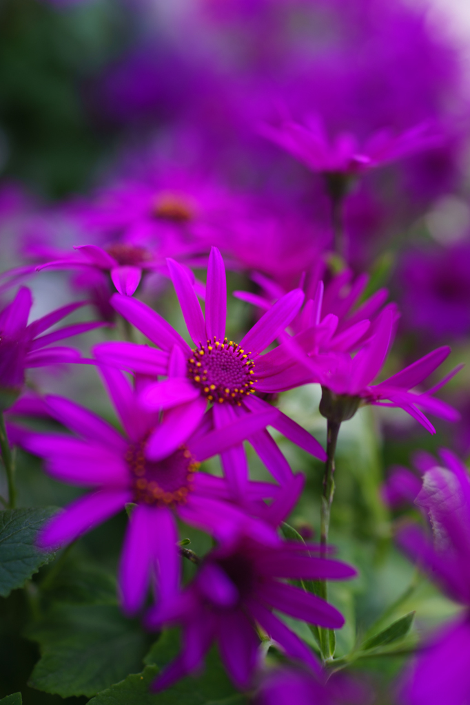 花屋
