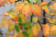 20151115-IMG_9262