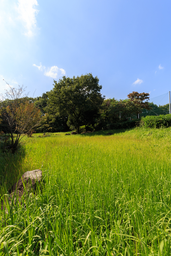 公園の夏