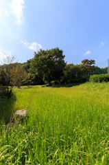 公園の夏