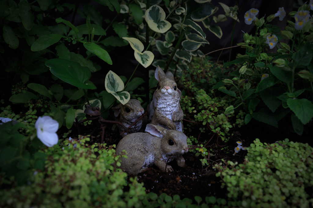 the hidden rabits