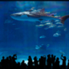 Fleet