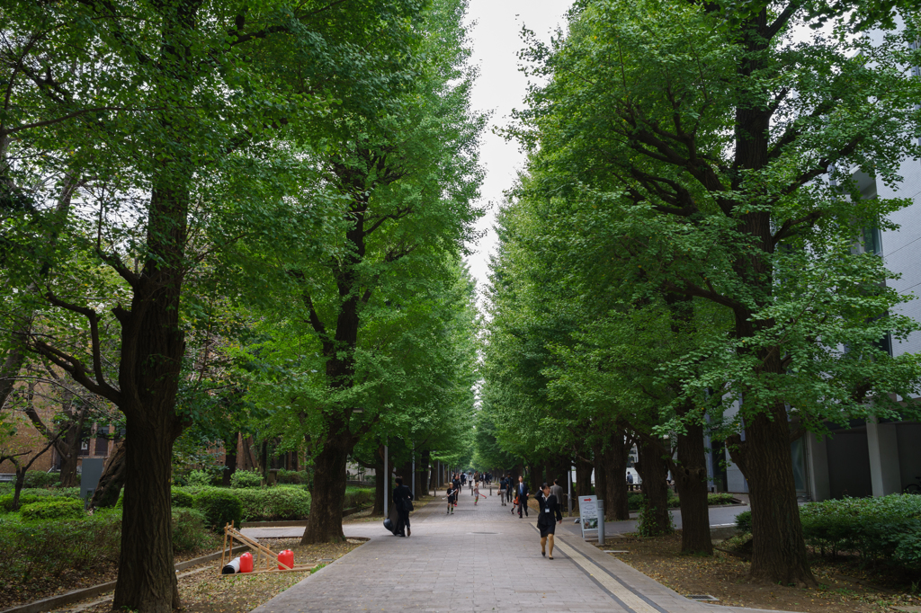 学府の並木通り