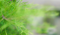 生物