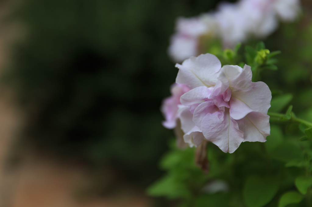 多年