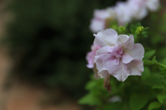 多年