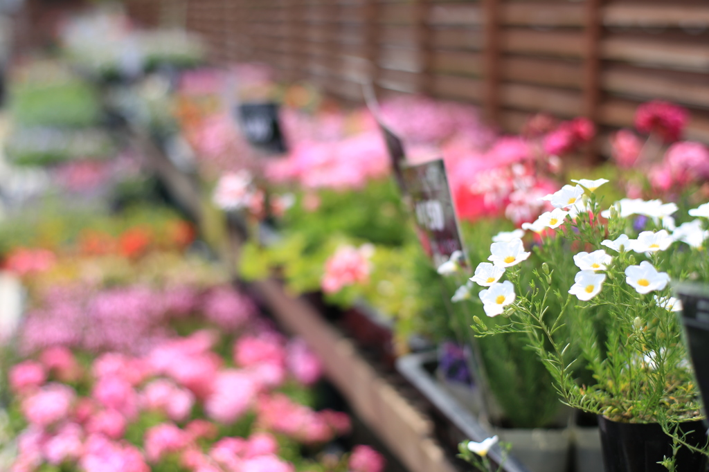 flower shop