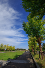 公園と並木と少年