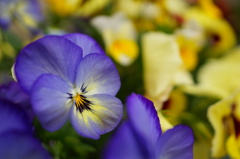 purple and yellow