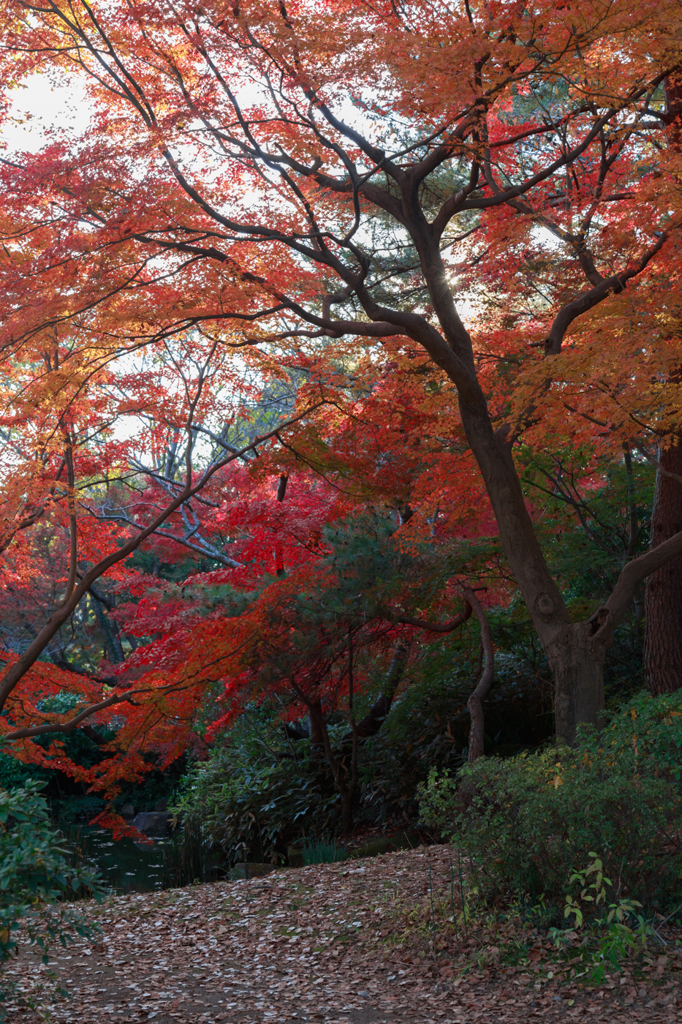 沼の紅葉