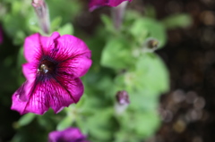 RED flower