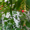 Juneberry