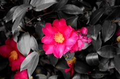 DSC_0036