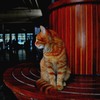 ちょこんと