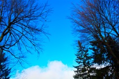 空と木