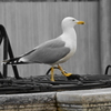 CSC_0658