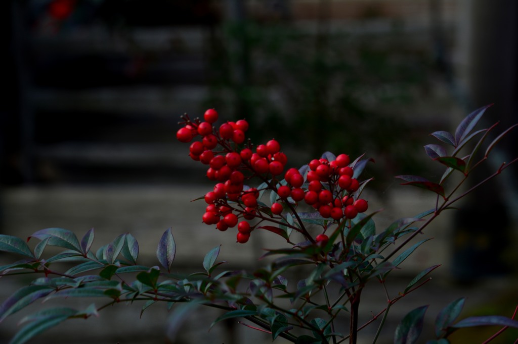 DSC_1422