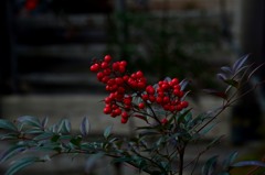DSC_1422