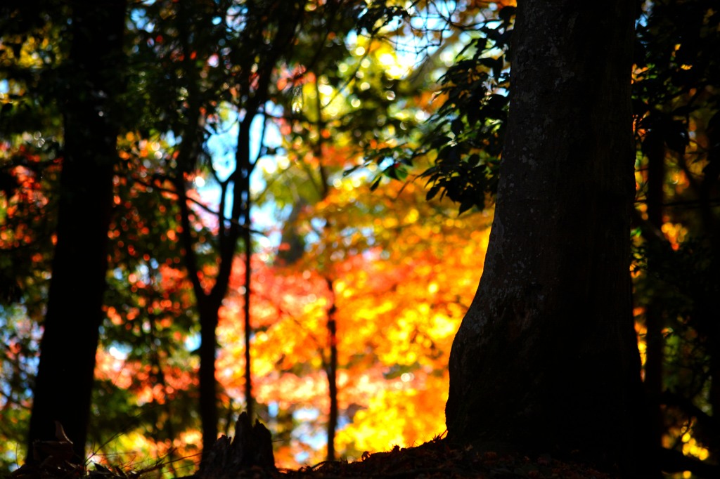 DSC_1247