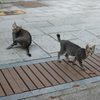 ノラ猫親子