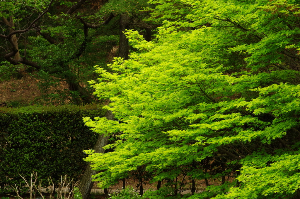 三渓園の緑