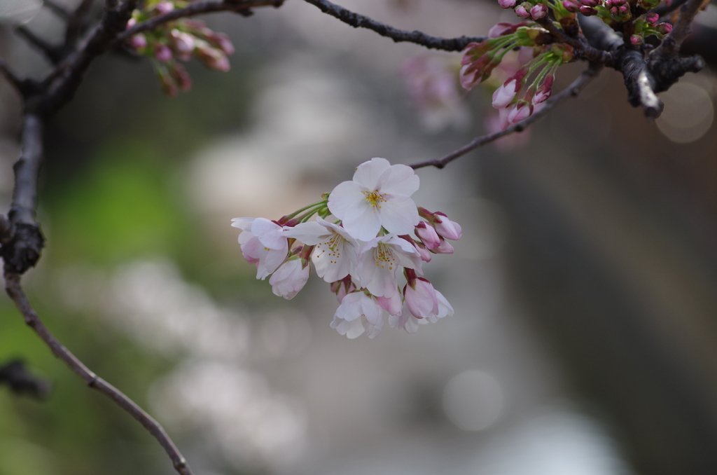 桜