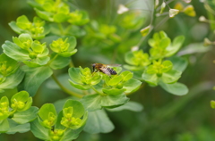 蜂