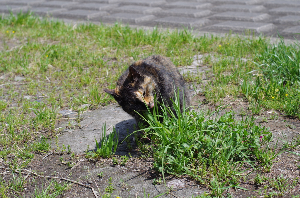 草食系の猫