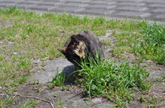 草食系の猫