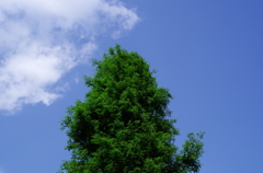 野川の空