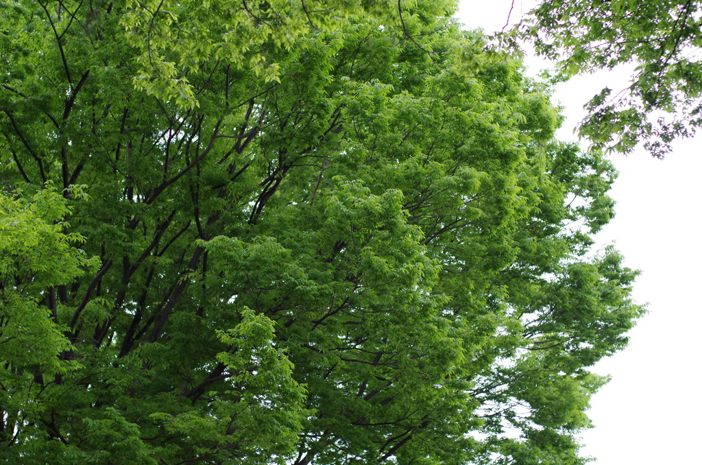 多摩川の緑