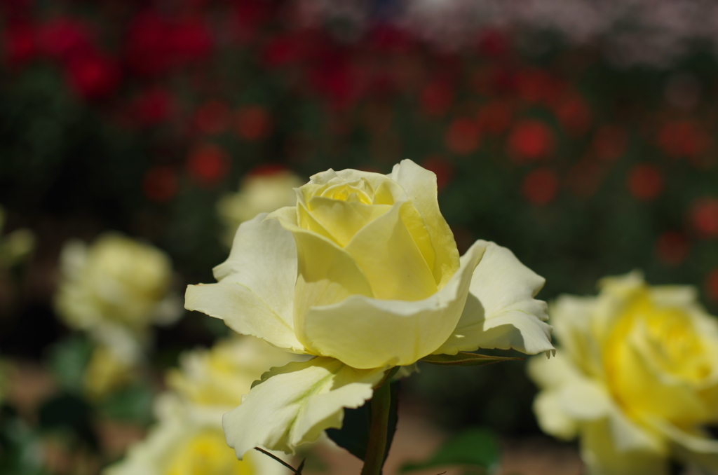 黄色い薔薇