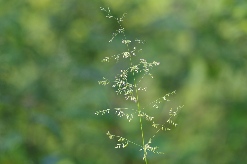 線香花火