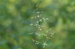 線香花火