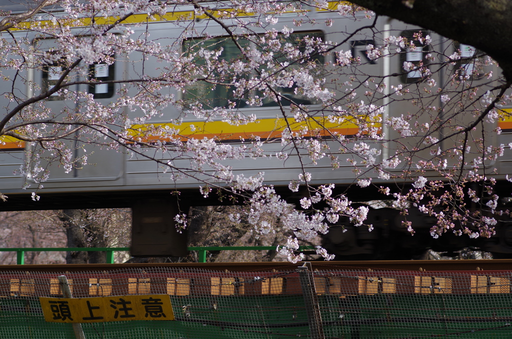 南武線と桜