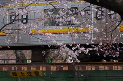 南武線と桜