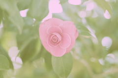 椿