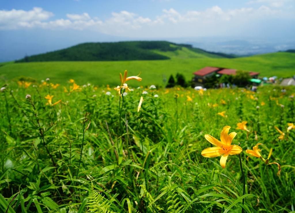 霧ヶ峰の花と空